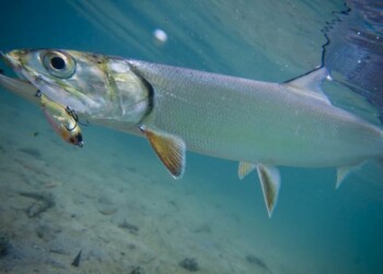 Giant fish invades coastal lake!